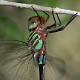 Dromaeschna forcipata female-5